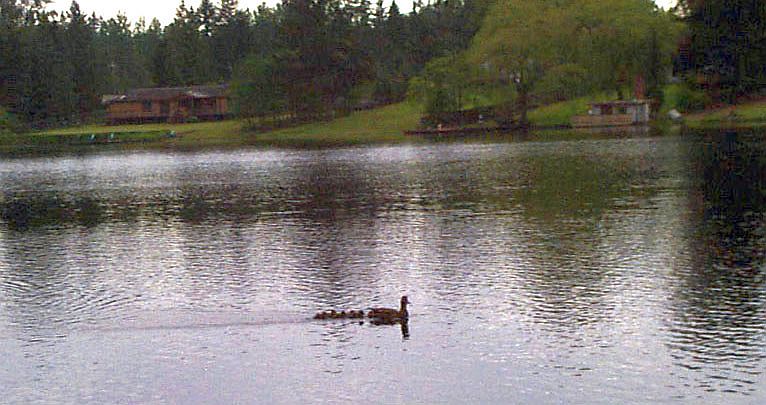 Duck Family